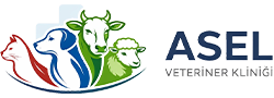 Asel Veteriner Kliniği